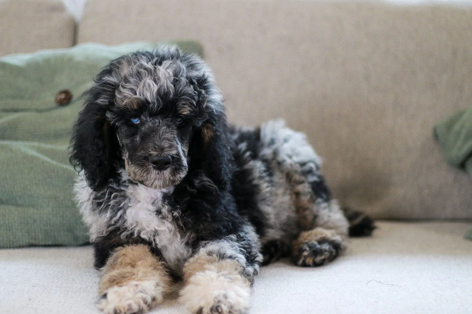 【jumelle】poodle bit coat Small Dog (poodle) Sweater, Jacket, Vintage Crochet Pattern